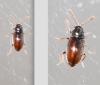 Atomaria sp.